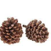 POMMES DE PIN NATUREL PAR 2
